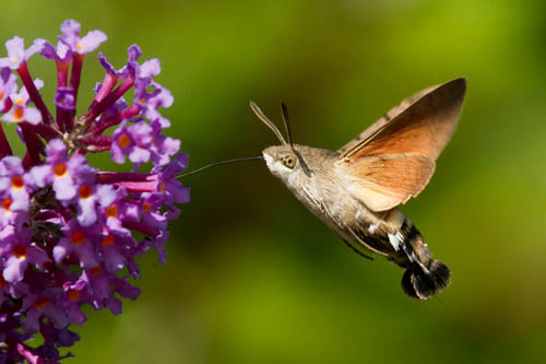 Photo: Hummingbird Hawk-moth | Dorset Butterflies